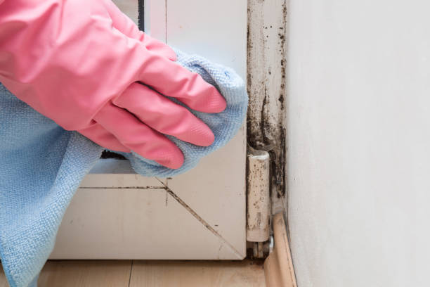 Best Commercial Mold Inspection  in Round Rock, TX